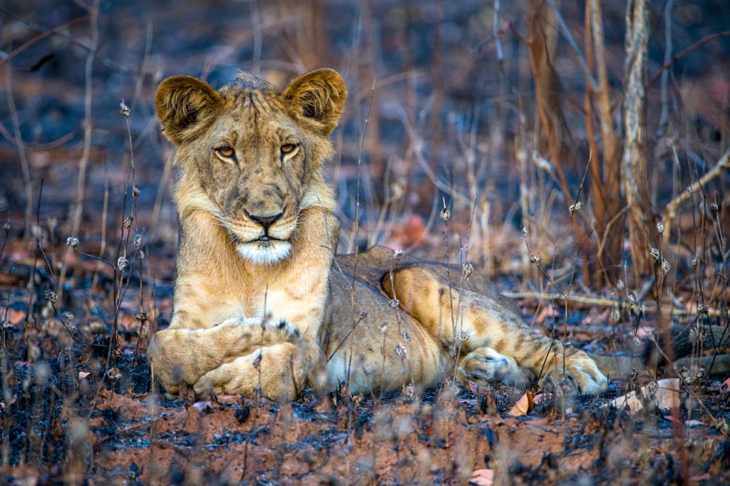 Photo of a Lion by Susan McConnell