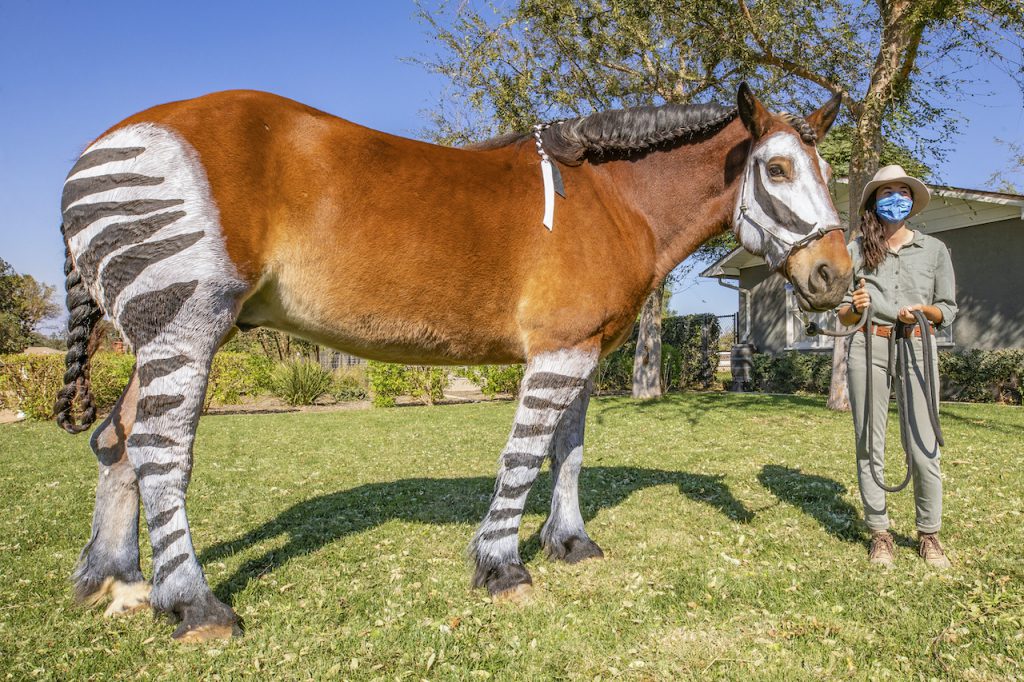 Jack, a Percheron and Belgian Draft Horse mix dons the stripes of the African mammal known as the okapi