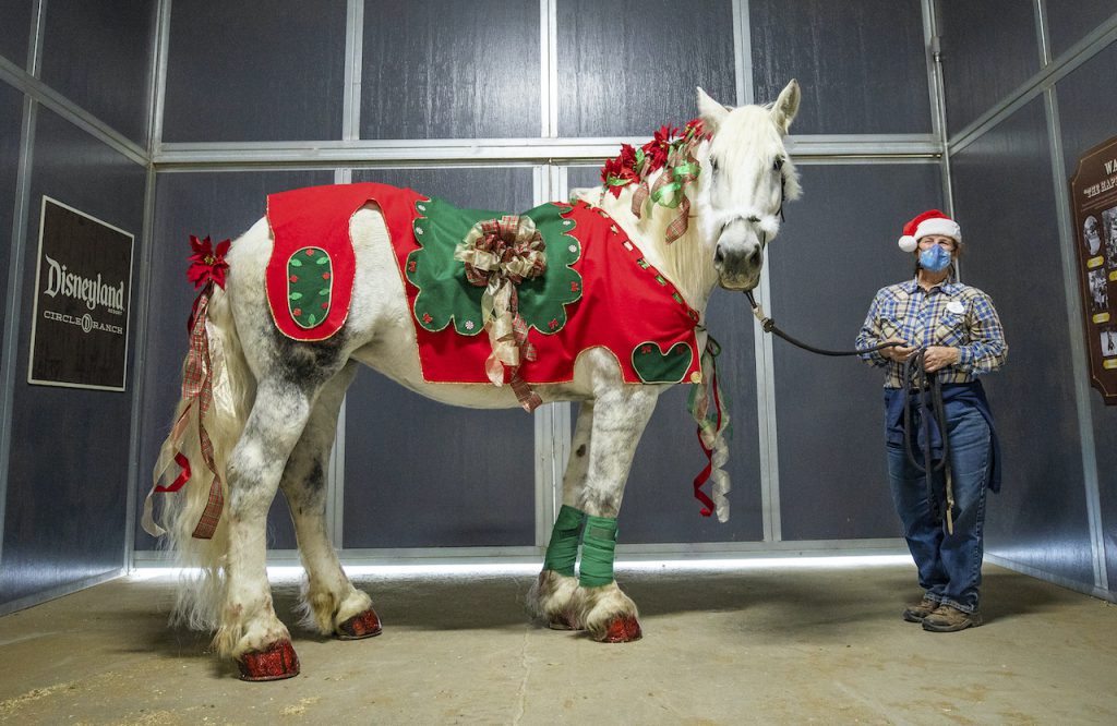 Val, a Percheron Draft Horse, is dressed to deck the halls and spread good cheer