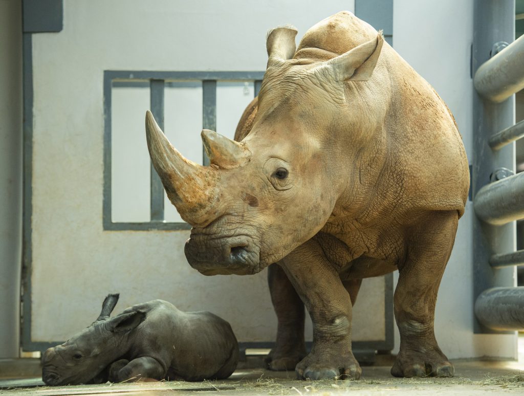 Baby Rhino born at Disney's Animal Kingdom